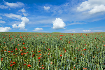 Image showing landscape with field of red poppies