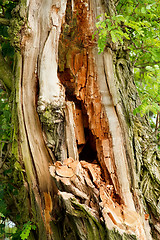 Image showing Old decayed tree in the forest 