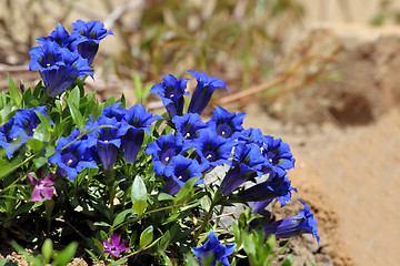 Image showing Gentiana