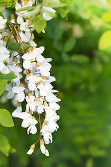 Image showing Acacia branch on a background of green leaves 