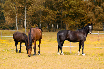 Image showing grazing mare and her foal