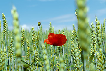 Image showing landscape with field of red poppies