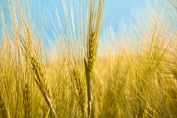Image showing detail of organic yellow summer grains
