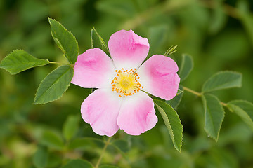 Image showing blossom detail of Fructus cynosbati