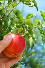 Image showing apple on tree