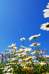 Image showing daisy flower in summer