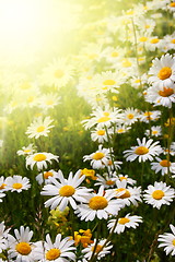 Image showing daisy flower on a summer field