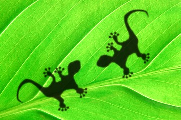 Image showing green jungle leaf and gecko