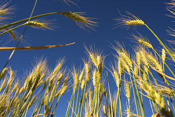 Image showing Wheat