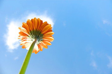 Image showing Gerbera daisy