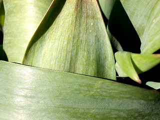 Image showing Plant Leaves 2
