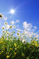 Image showing daisy flowers in summer