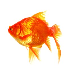 Image showing goldfish