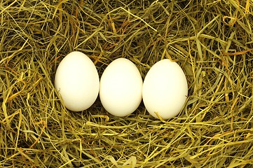 Image showing blank egg in hey