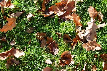 Image showing grass texture with leaves in autumn