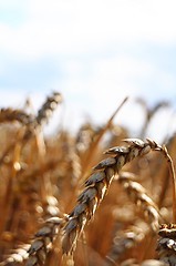 Image showing wheat grain