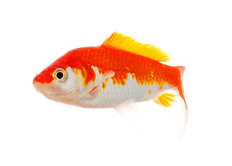 Image showing goldfish