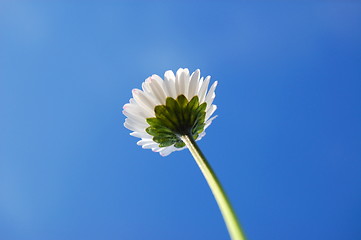 Image showing daisy under blue sky