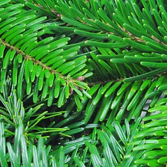 Image showing green fir