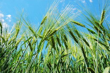 Image showing wheat grain under blue sky