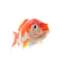 Image showing goldfish