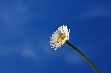 Image showing daisy under blue spring sky