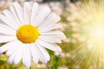 Image showing flower and sun