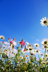 Image showing flowers on meadow in summer