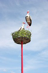 Image showing couple of white storks in nest