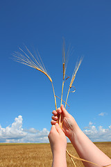 Image showing hand holding ears of wheat against blue sky