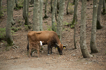 Image showing Cow and calf in the wood