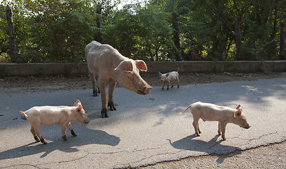 Image showing Sow with piglets