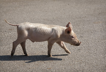 Image showing Piglet in freedom