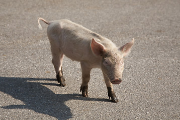 Image showing Curious piglet on road