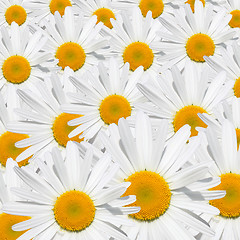 Image showing Daisy flower texture