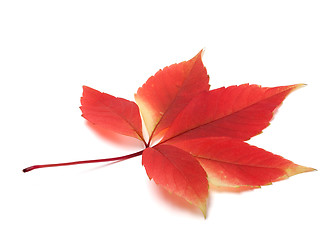 Image showing Autumn virginia creeper leaves
