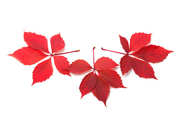 Image showing Three red autumn virginia creeper leaves