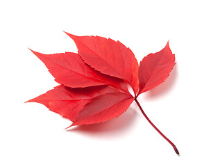 Image showing Red autumn virginia creeper leaves isolated on white background