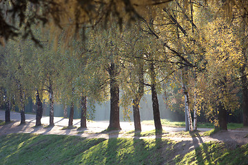 Image showing trees in autumn park