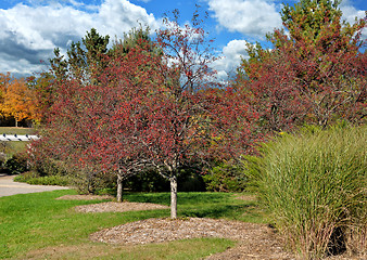 Image showing autumn park