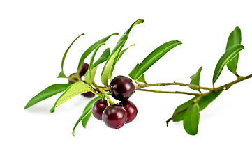 Image showing Lingonberry with leaves