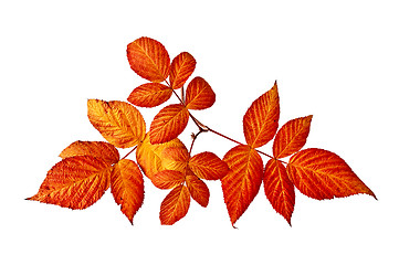 Image showing Raspberry leaves