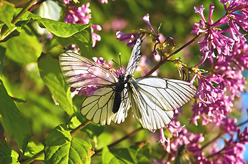 Image showing Two butterflies on a lilac