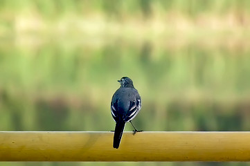 Image showing Wagtail on the tube