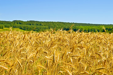 Image showing Wheat field with forest