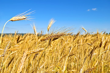 Image showing Wheatfield