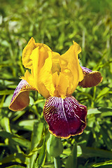 Image showing Yellow iris