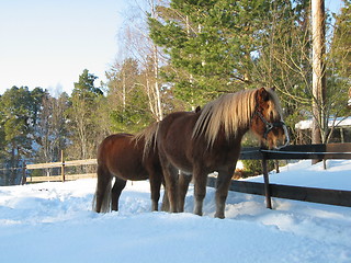 Image showing Island horses