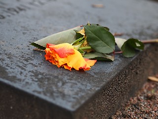 Image showing Rose on a Grave