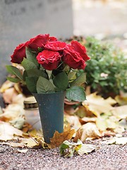 Image showing Red Roses